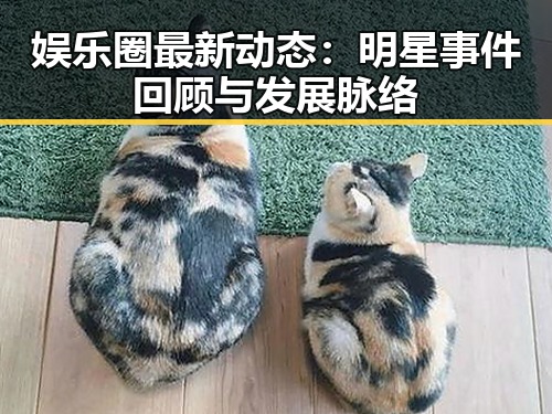娱乐圈最新动态：明星事件回顾与发展脉络